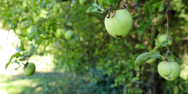 Ferienhof Mechelsdorf